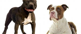 Varieties of pit bull crosses - with husky, bull terrier, stafford and others