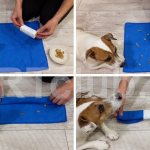 DIY educational toys for dogs