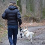 Режим прогулок с собакой