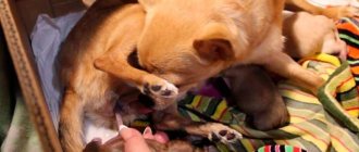 Chihuahua giving birth at home Photo