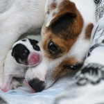 Childbirth in dogs