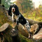 Russian-hunting-spaniel-dog-Description-features-types-care-and-price-breeds-5