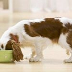 Russian Spaniel – dog care, maintenance, feeding and hygiene