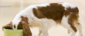 Русский спаниель – уход за собакой, особенности содержания, кормление и гигиена