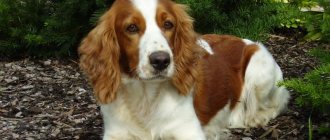 Russian Spaniel – dog care, maintenance, feeding and hygiene