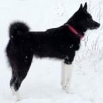 Russian-European Laika in the snow