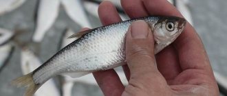 Рыба уклейка: фото и описание, где водится и как ловится себель