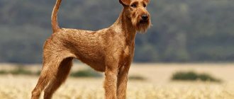 red terrier