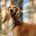 Салюки - порода собак, описание, характеристики, фотографии.