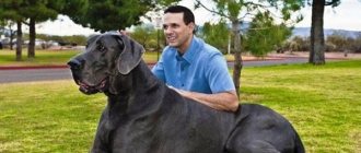 The biggest dog in the world