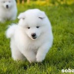 Самоедская-лайка-собака-Описание-особенности-уход-и-цена-породы-4