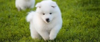 Samoyed-husky-dog-Description-features-care-and-price-of-breed-4
