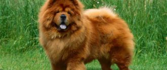 The most dangerous and aggressive dog breeds - TOP 10