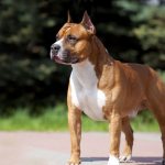 The most powerful and dangerous dogs in the world