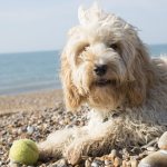 gray dog ​​on the beach