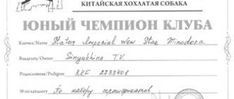 сертификат РКФ - ЮНЫЙ ЧЕМПИОН НАЦИОНАЛЬНОГО КЛУБА