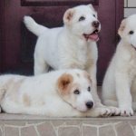 Alabai puppies on the porch