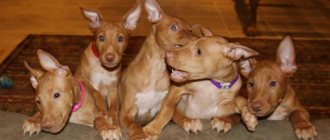 pharaoh hound puppies