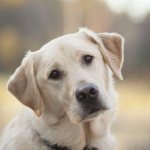 Labrador puppies (photo): rules of care and education