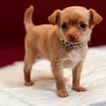Chihuahua puppy wears a diaper Photo