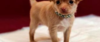 Chihuahua puppy wears a diaper Photo