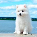 Dwarf Japanese Pomeranian Spitz puppy Photo