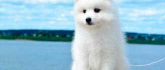 Dwarf Japanese Pomeranian Spitz puppy Photo