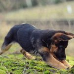 German Shepherd puppy playing
