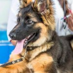 German Shepherd puppy at the veterinarian&#39;s appointment