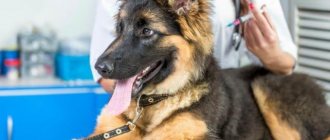щенок немецкой овчарки на приеме у ветеринара