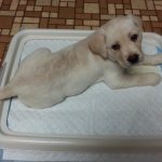 puppy pees past the diaper