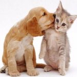 Puppy licks kitten