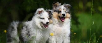 Шелти-собака-Описание-особенности-виды-уход-содержание-и-цена-породы-шелти-13