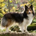 Sheltie-dog-Description-features-types-care-maintenance-and-price-sheltie-breeds-1