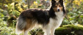 Sheltie-dog-Description-features-types-care-maintenance-and-price-sheltie-breeds-1