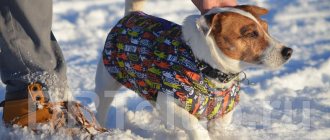 We sew a vest for a dog ourselves