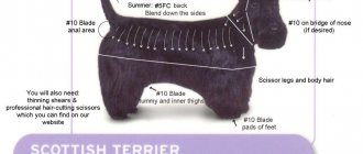 Terrier haircut pattern
