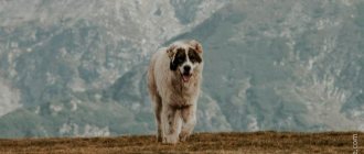 The fur of wolfhounds allows them to withstand the harshest weather conditions