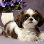 Ши-тцу: описание породы собак с фото, какой характер, отзывы