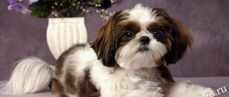 Ши-тцу: описание породы собак с фото, какой характер, отзывы