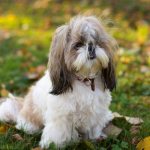 Shih Tzu-dog-Description-features-types-character-care-and-price-breed-Shih-Tzu-5