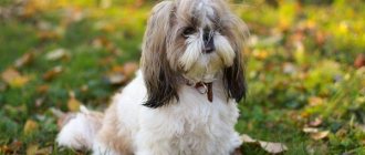 Shih Tzu-dog-Description-features-types-character-care-and-price-breed-Shih-Tzu-5