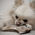Spitz chewing on a bone