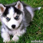 Siberian-husky-dog-Description-features-care-and-price-of-Siberian-husky-2
