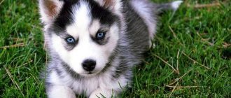 Сибирский-хаски-собака-Описание-особенности-уход-и-цена-сибирской-хаски-2