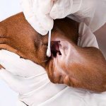 Symptoms of otitis media in dogs: list