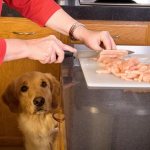 barf dog feeding system weekly menu