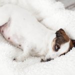 how long does pregnancy last in dogs