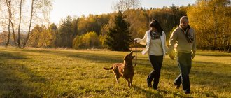 How long should you walk your dog?