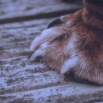 How many toes should dogs have on their paws?